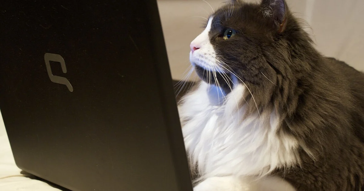 Just browsing